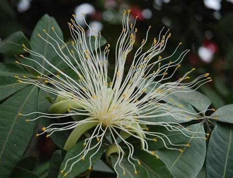 發財樹開花|發財樹會開花嗎？揭開這個美麗植物的秘密 – 植物盆栽綠寶典